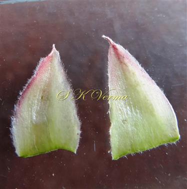  Stipules